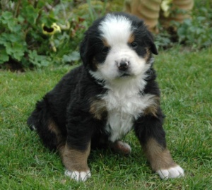 Floh