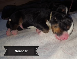 20170724Neander mit Name 2