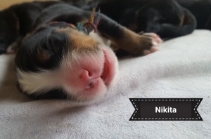 20170724Nikita mit Name HP