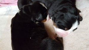 28.3.18 Pepper und Picco