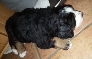 29.04.18 Pepper