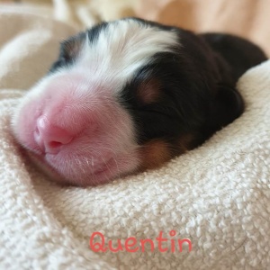 Quentin 26.04......